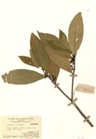 藏品(月桂葉灰木)的圖片